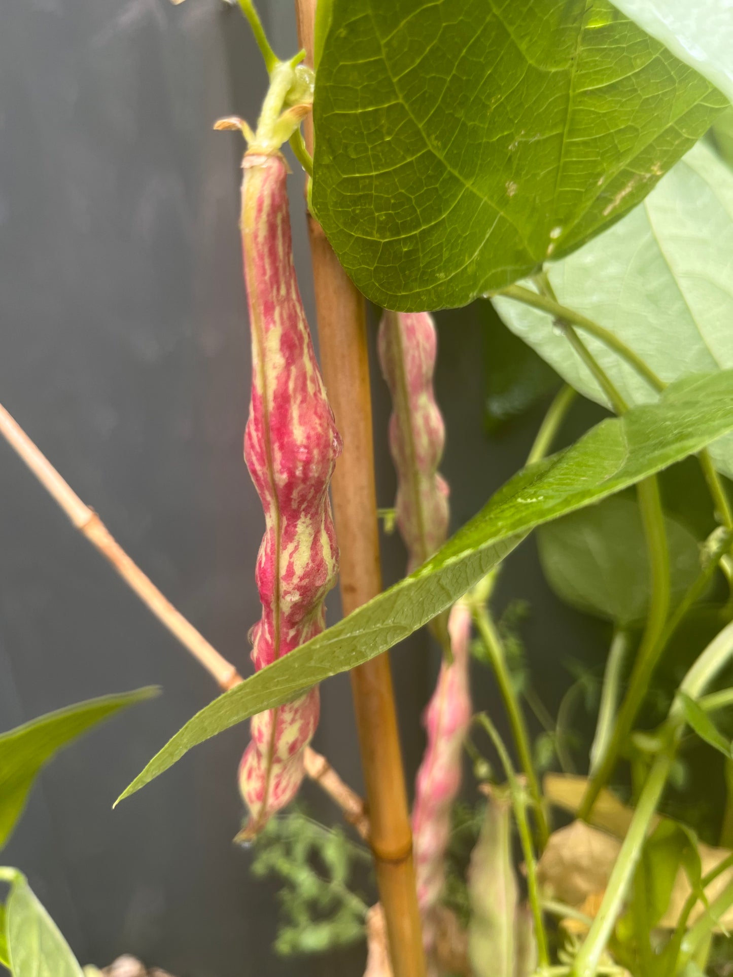Organic Borlotti Dwarf Bean Seeds
