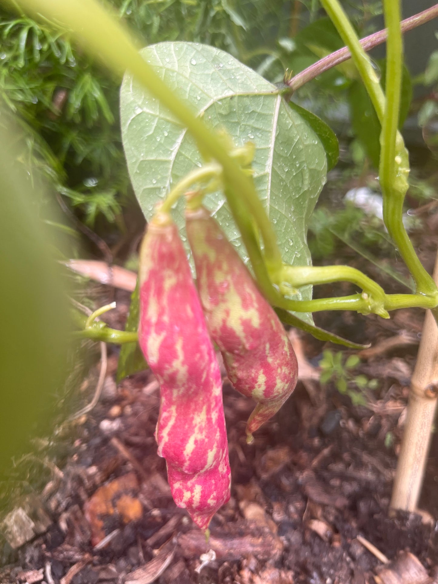Organic Borlotti Dwarf Bean Seeds