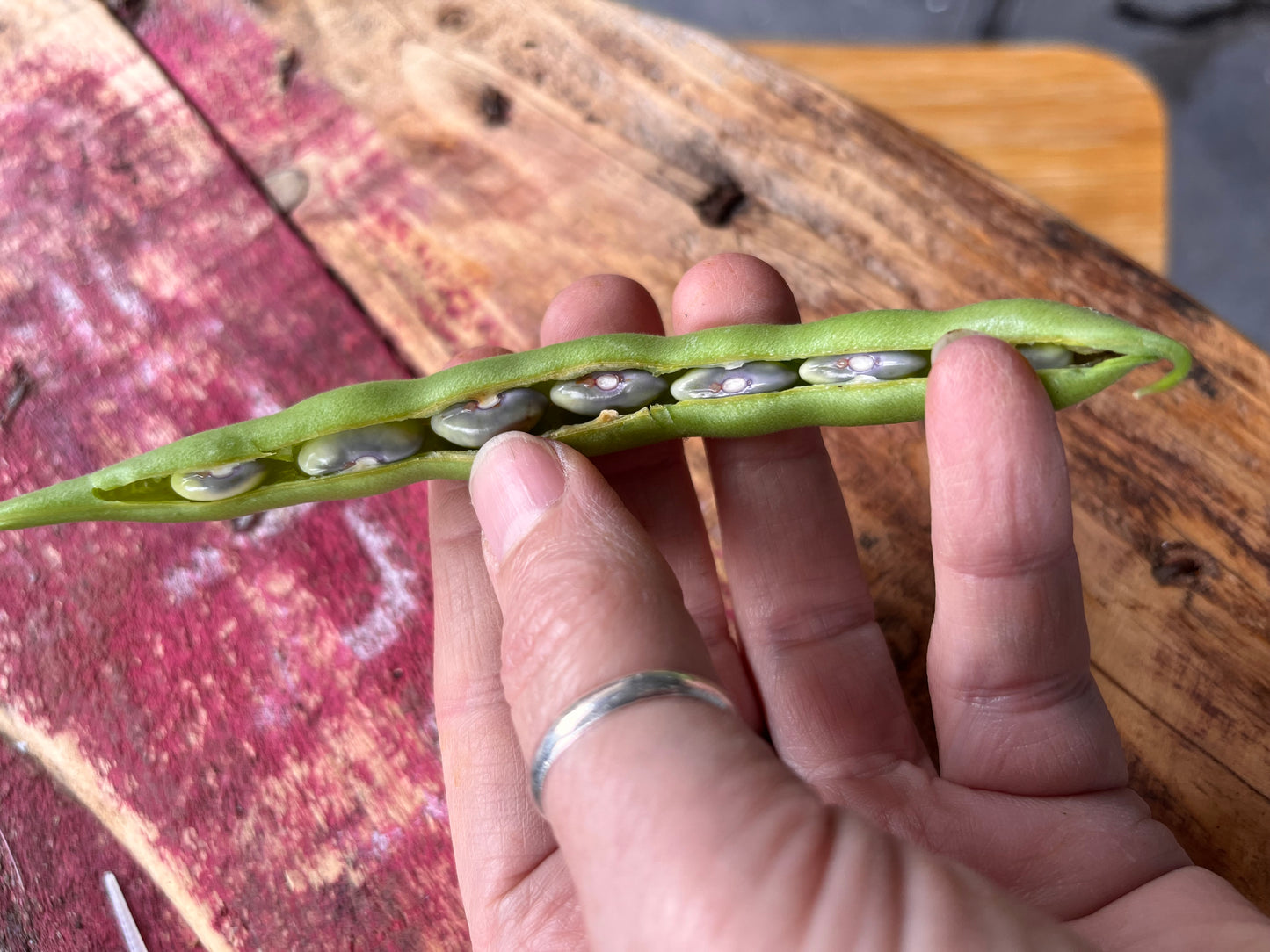 Organic Dwarf Bean Tendergreen Seeds