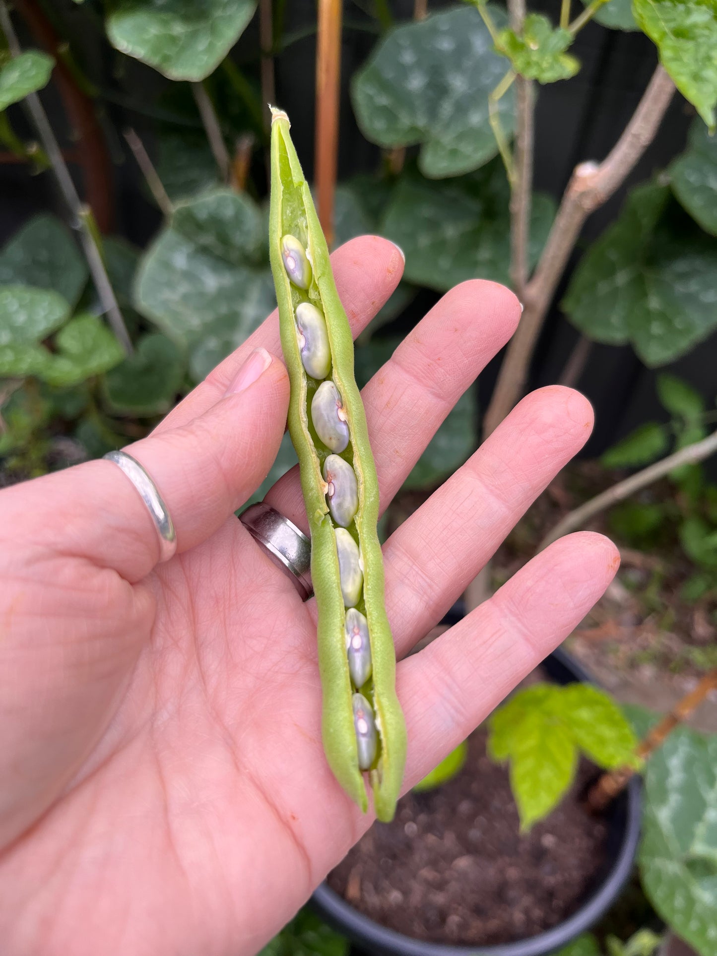 Organic Dwarf Bean Tendergreen Seeds