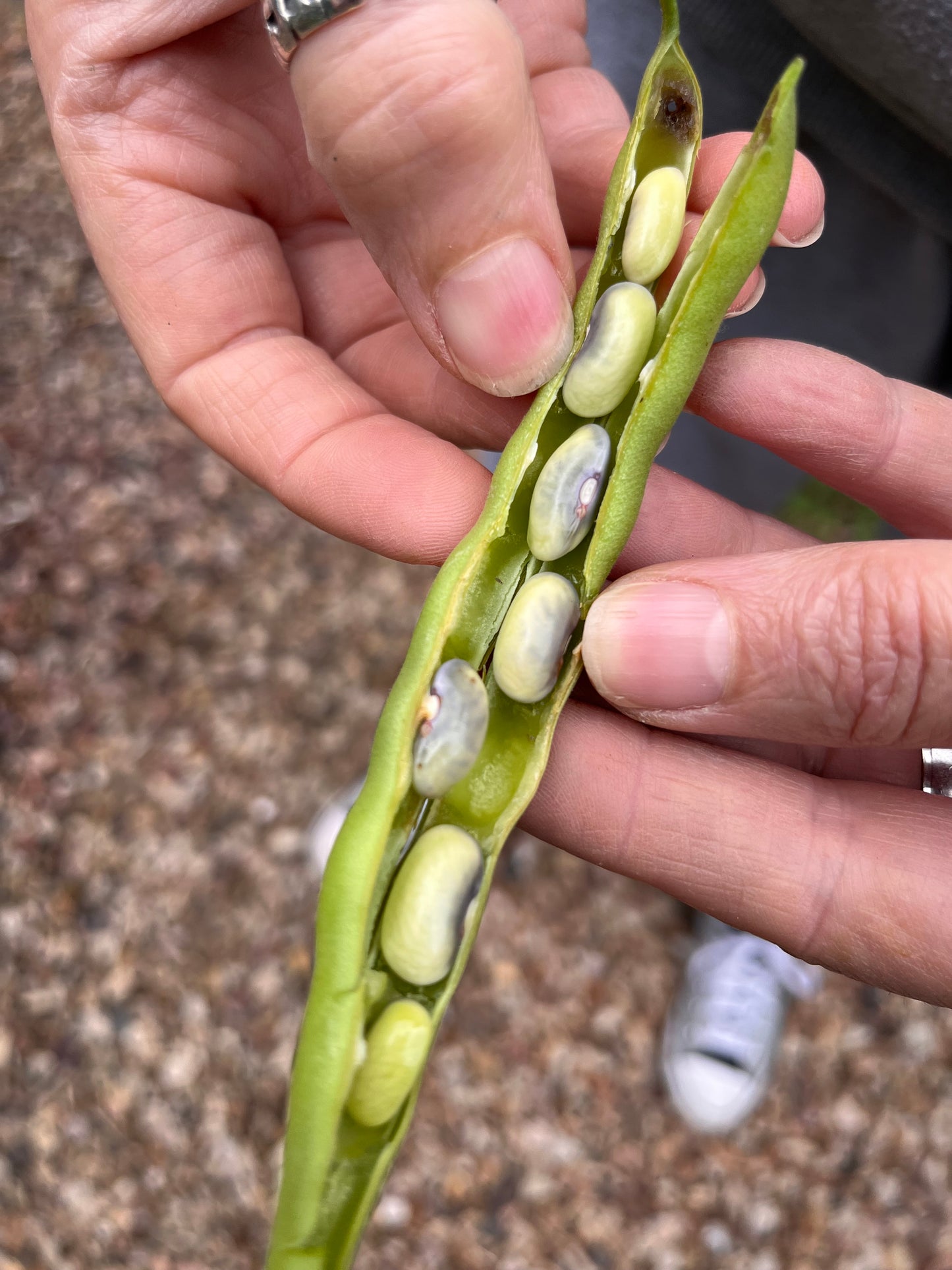 Organic Dwarf Bean Tendergreen Seeds