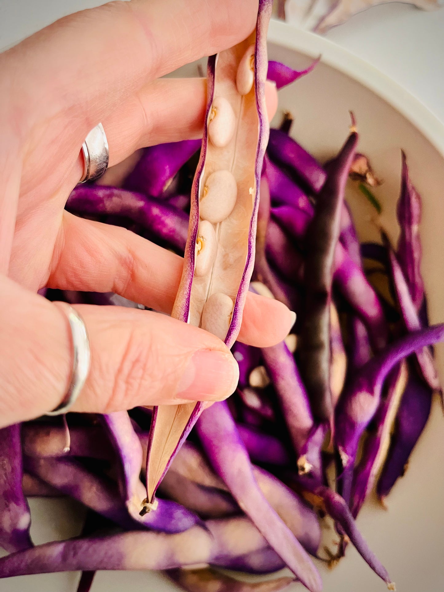 Organic Purple Climbing Bean Seeds