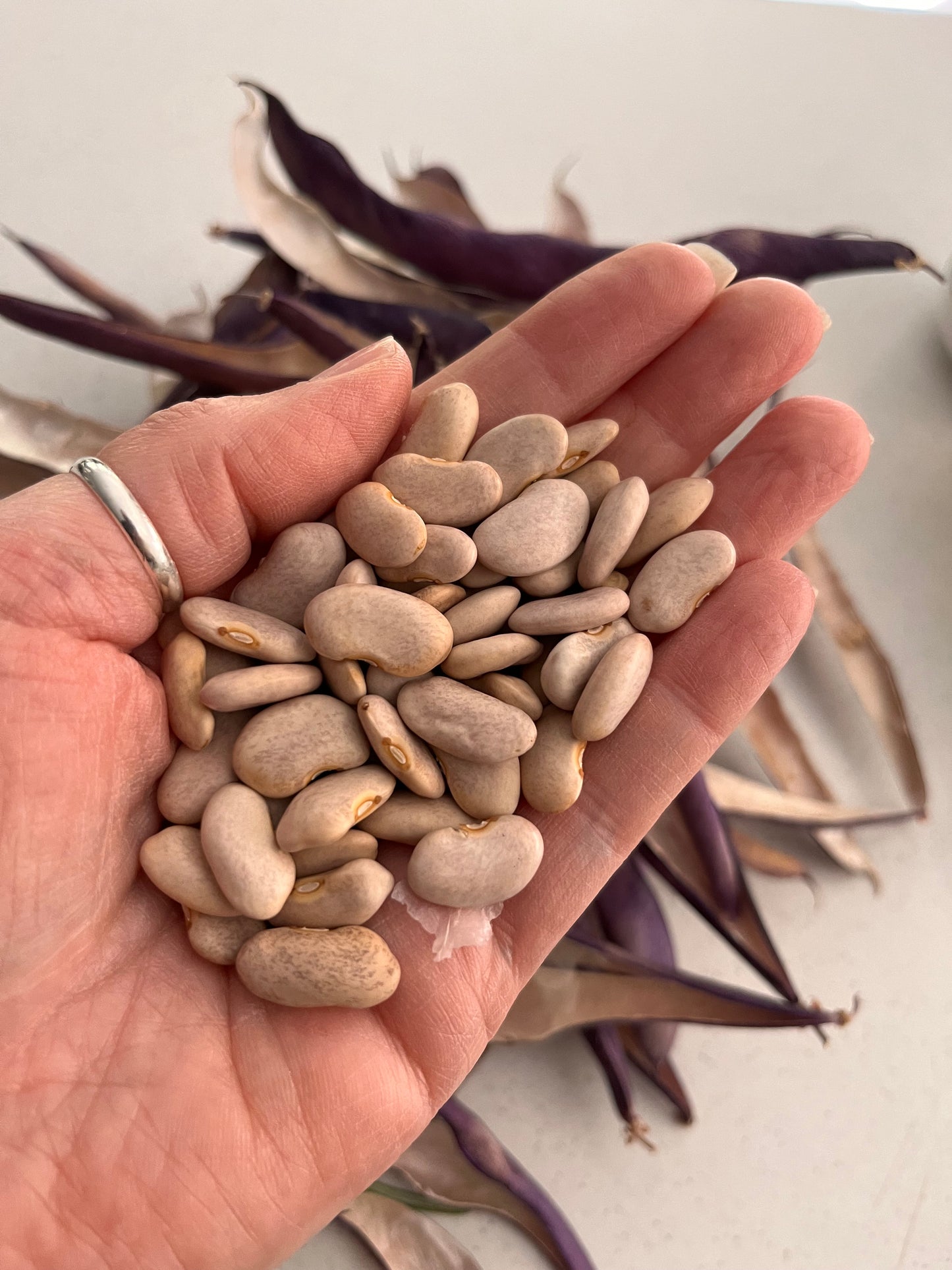 Organic Purple Climbing Bean Seeds