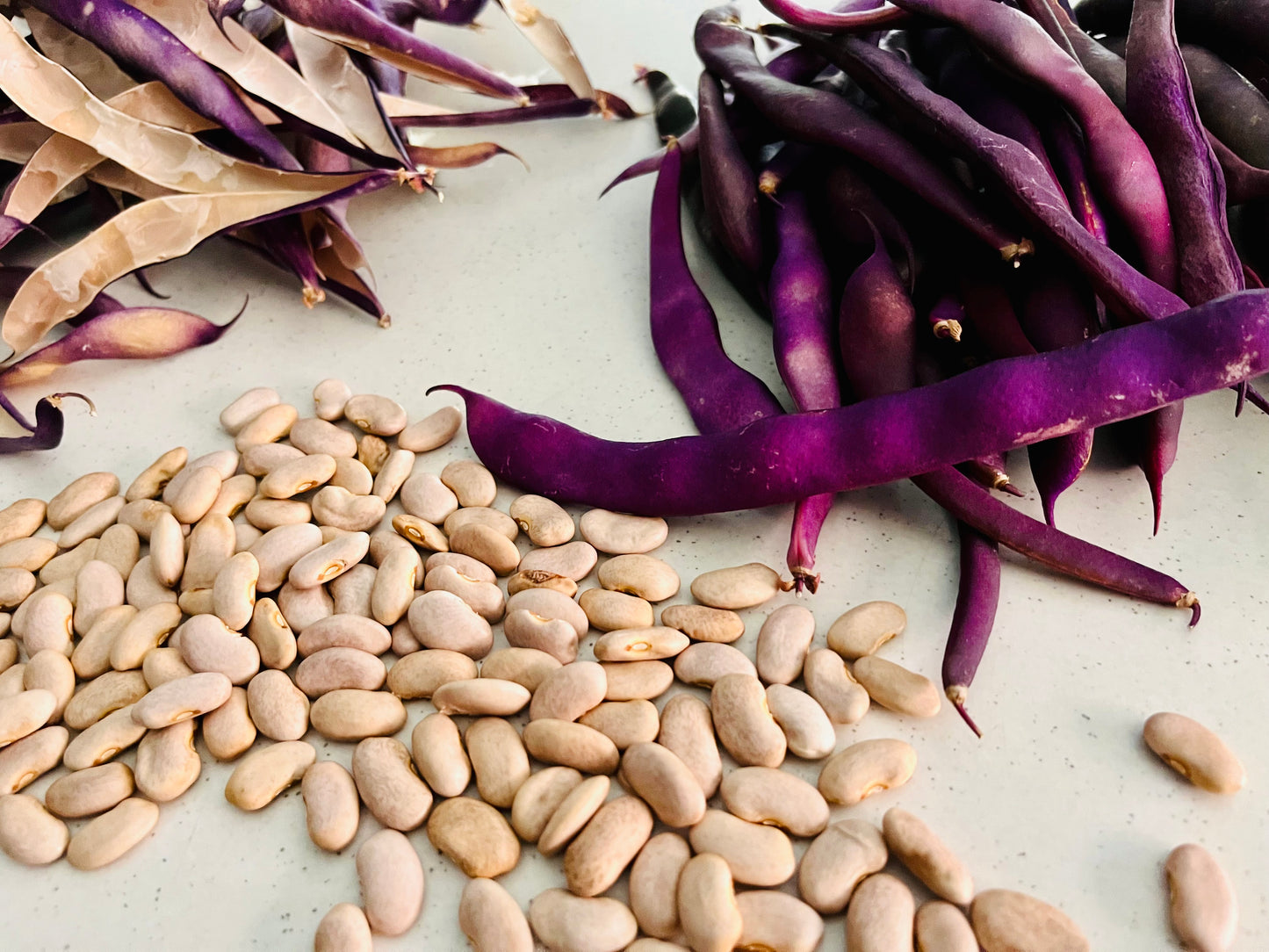 Organic Purple Climbing Bean Seeds