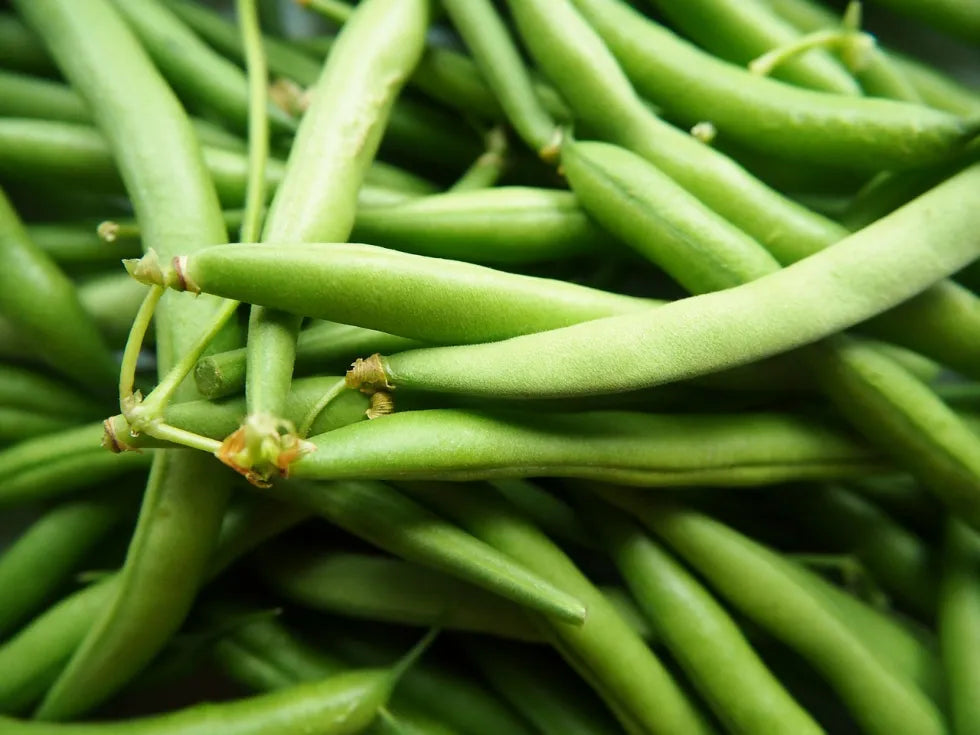 Organic Dwarf Bean Tendergreen Seeds