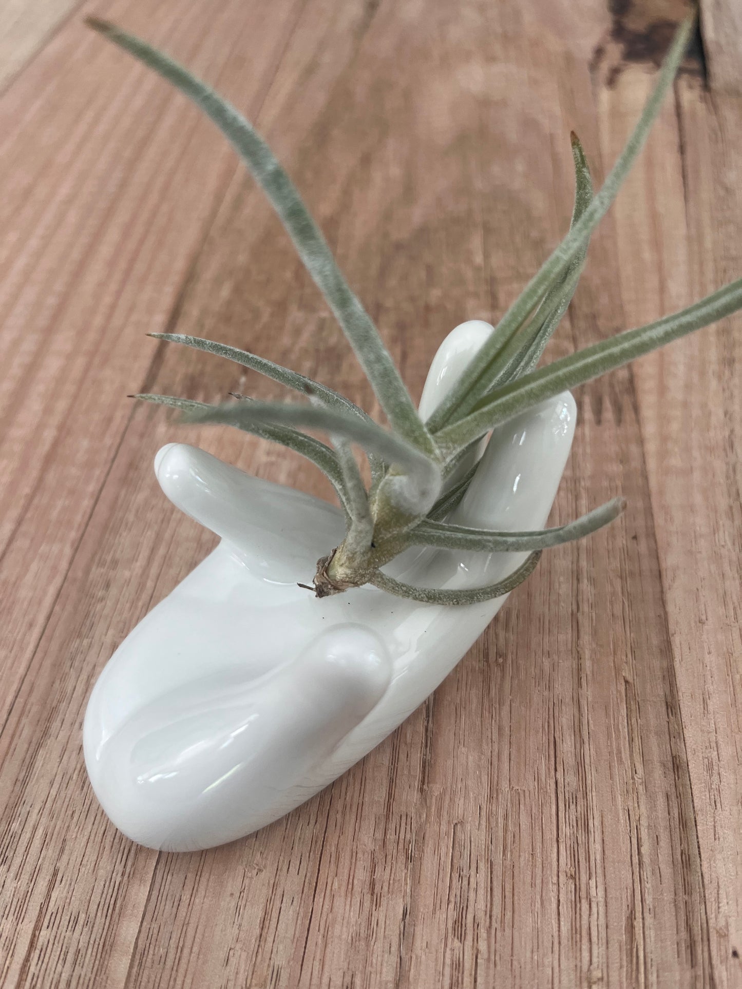White Ceramic Hand Air Plant Holder