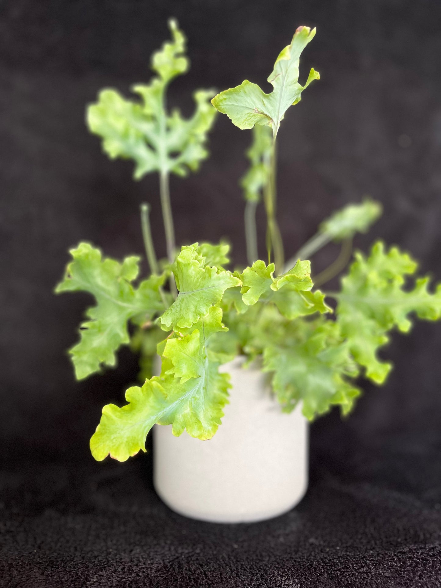 Holly Plant - 120mm Light Grey Textured Ceramic Pot