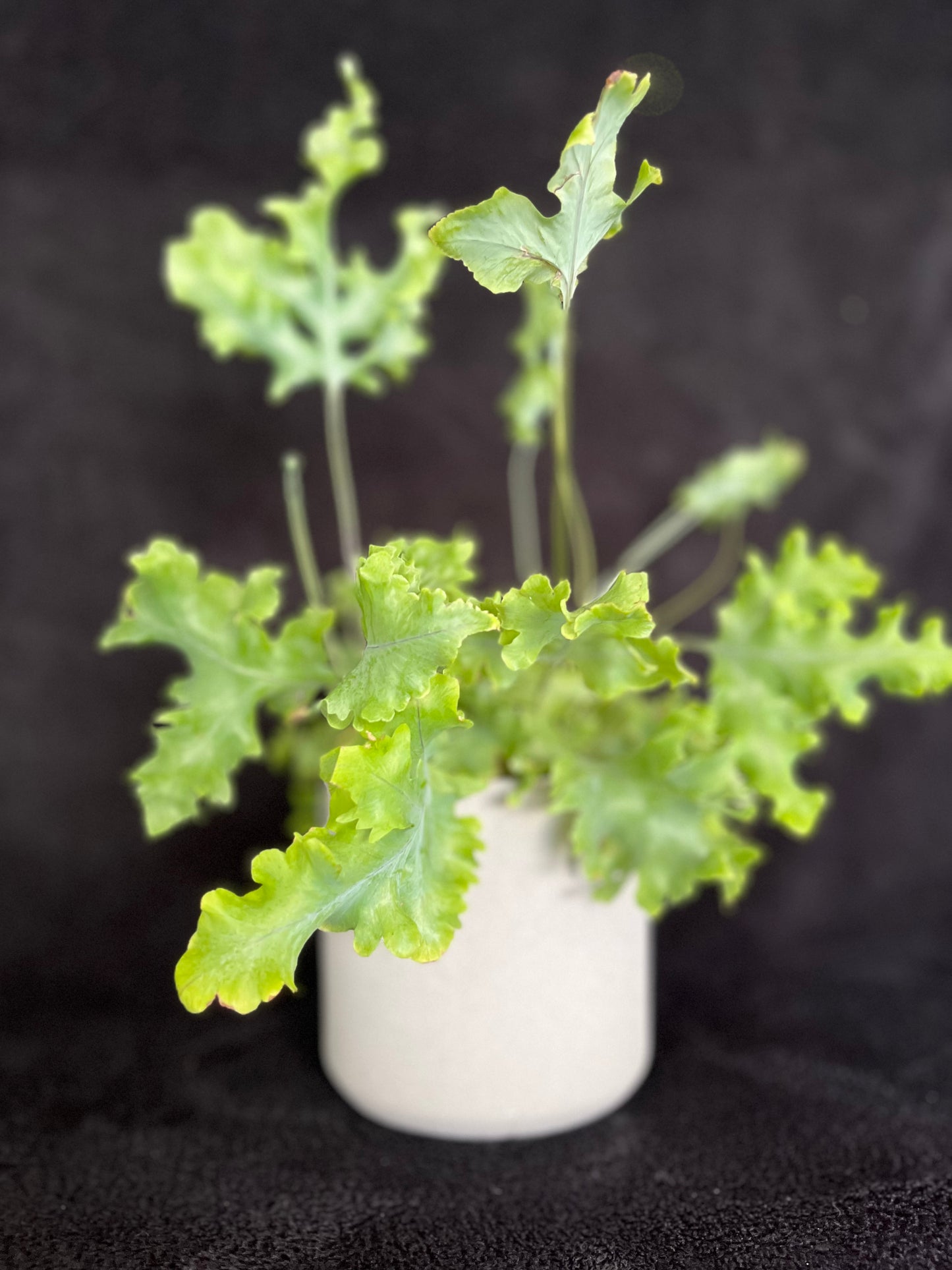 Holly Plant - 120mm Light Grey Textured Ceramic Pot