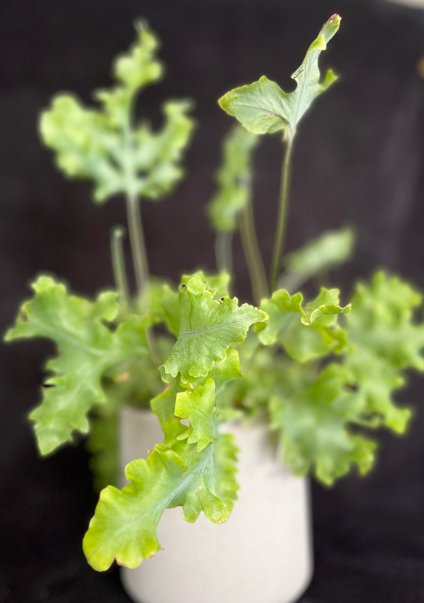 Holly Plant - 120mm Light Grey Textured Ceramic Pot