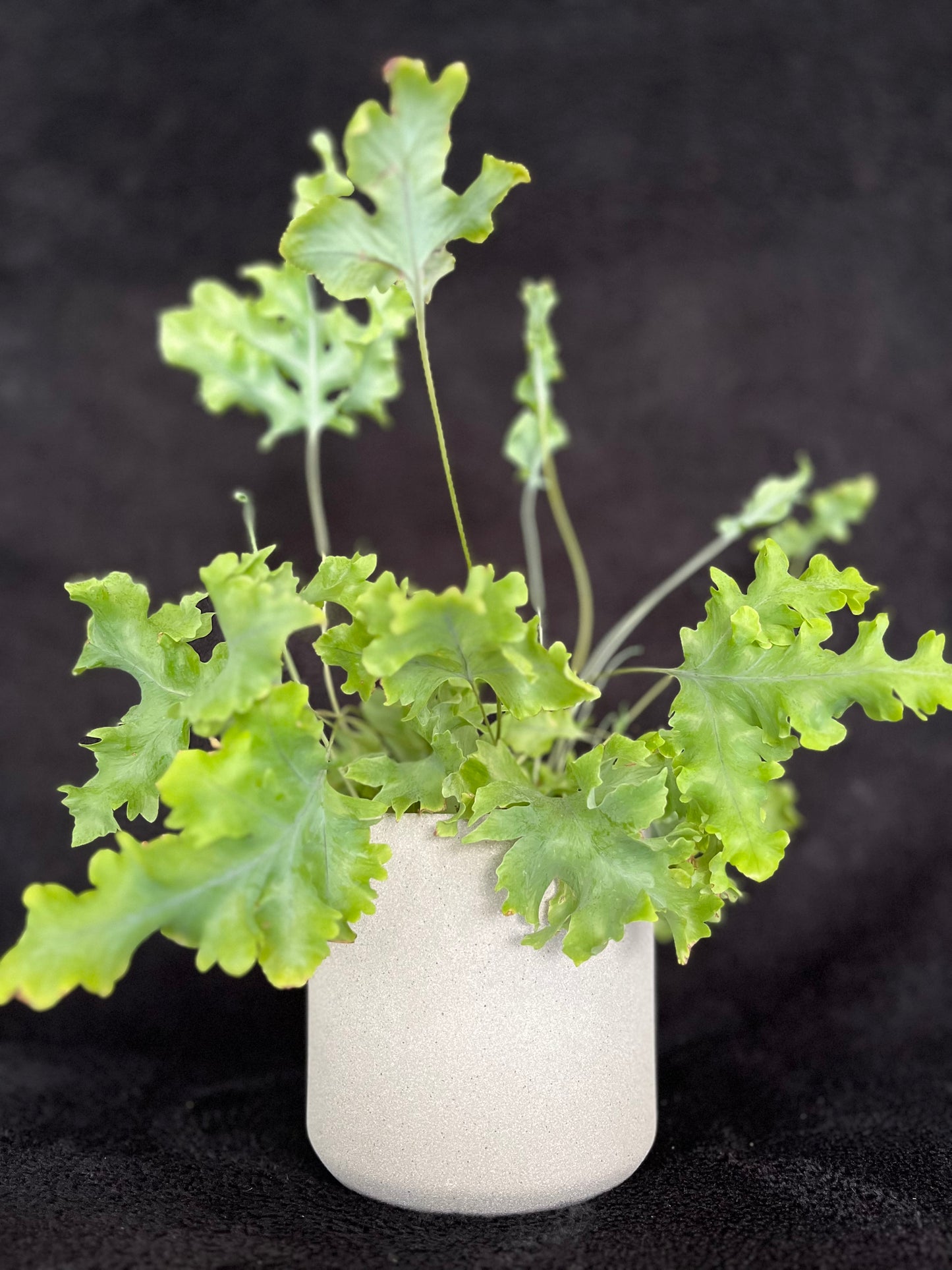 Holly Plant - 120mm Light Grey Textured Ceramic Pot