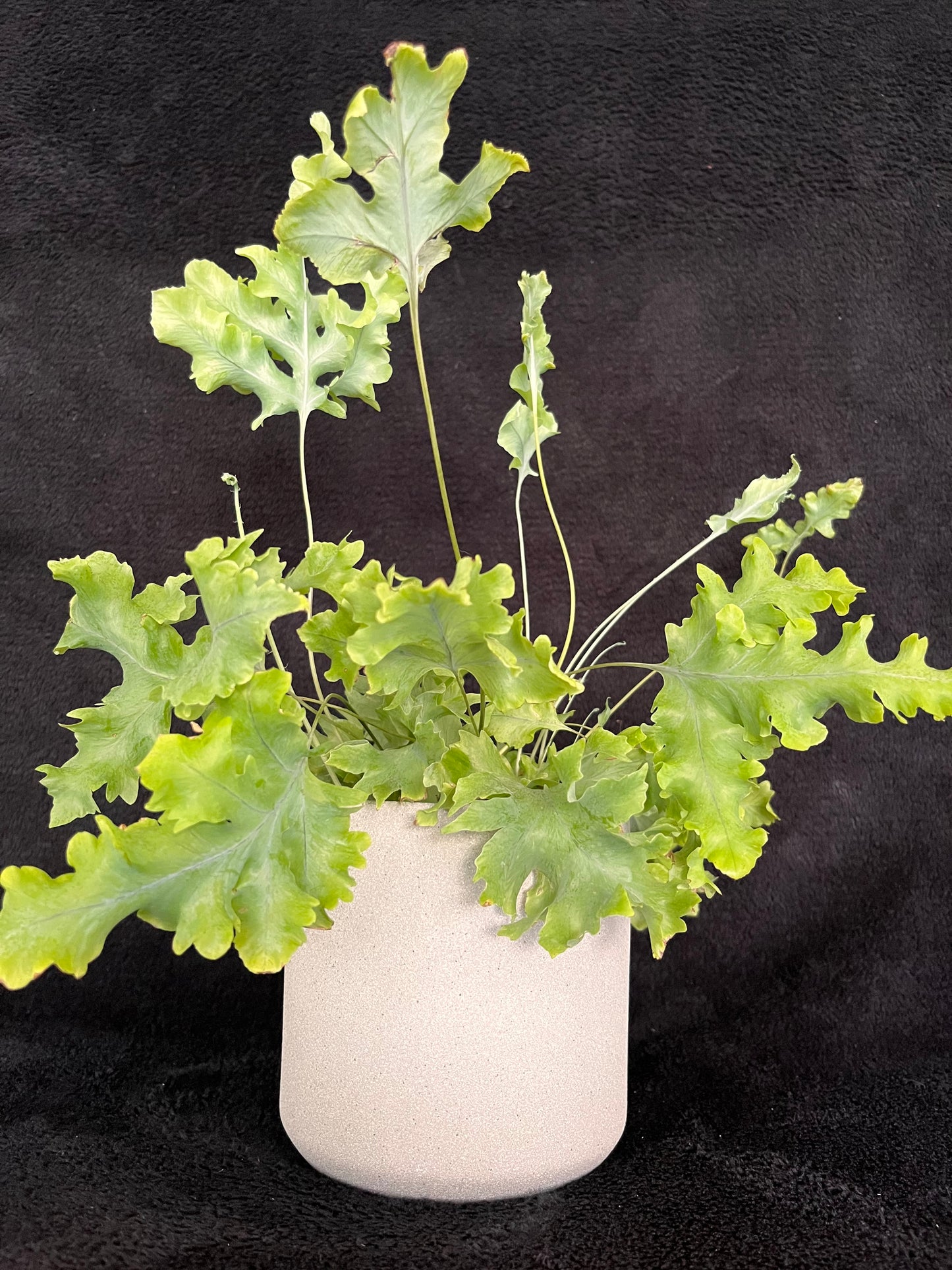 Holly Plant - 120mm Light Grey Textured Ceramic Pot