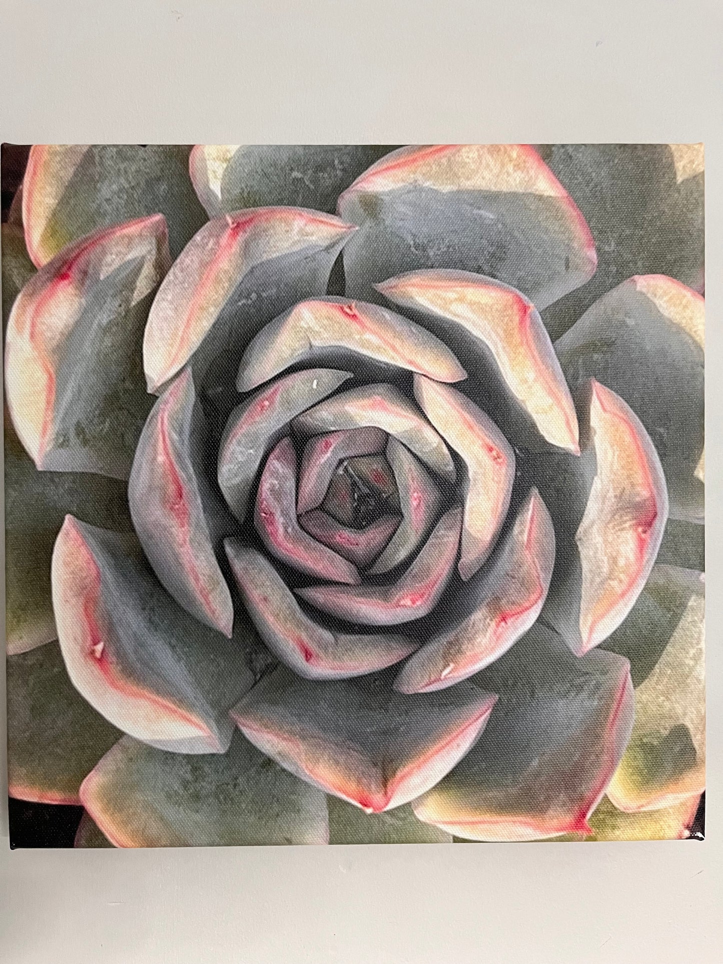 30cm x 30cm Canvas Print - Pink/Grey Succulent