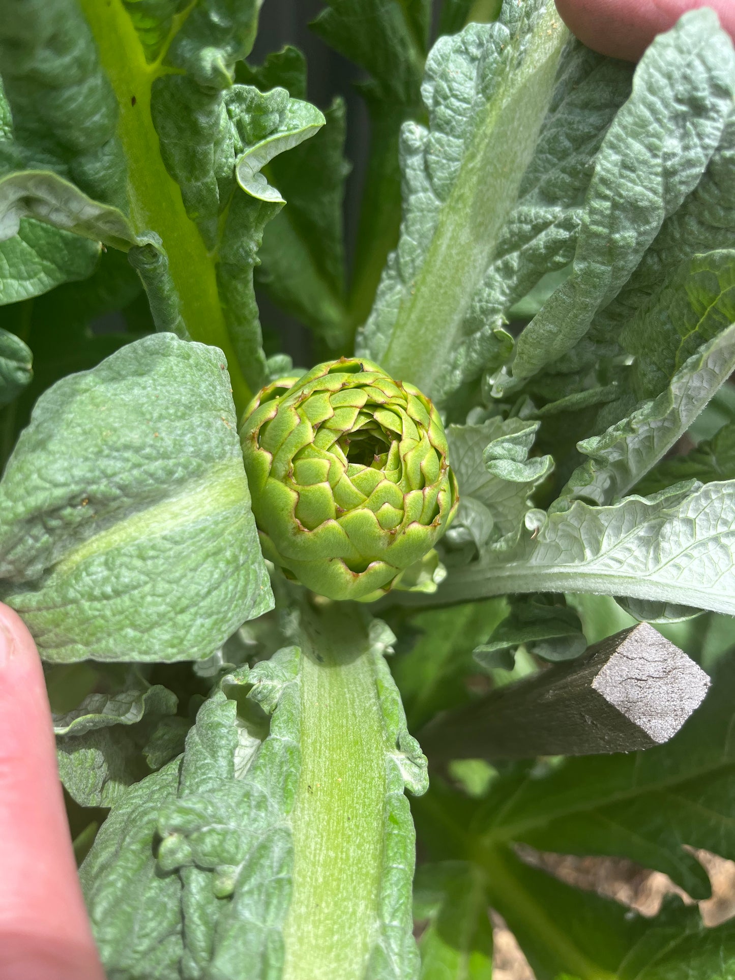 Organically grown Artichoke Seeds