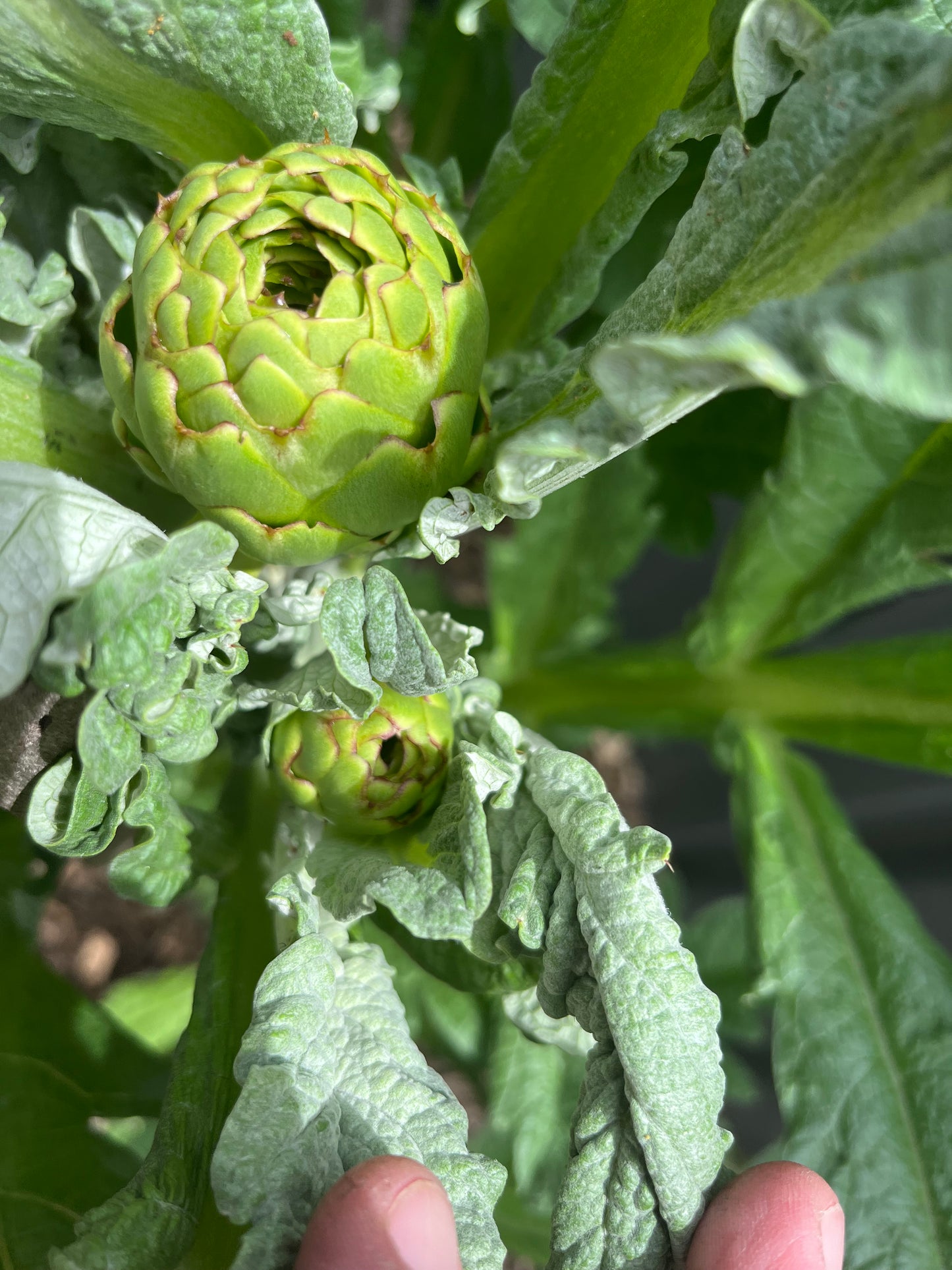 Organically grown Artichoke Seeds