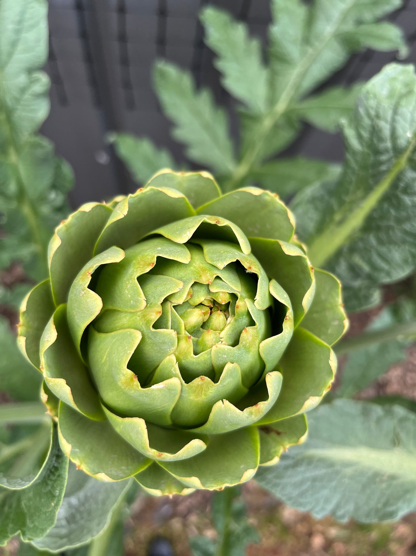 Organically grown Artichoke Seeds