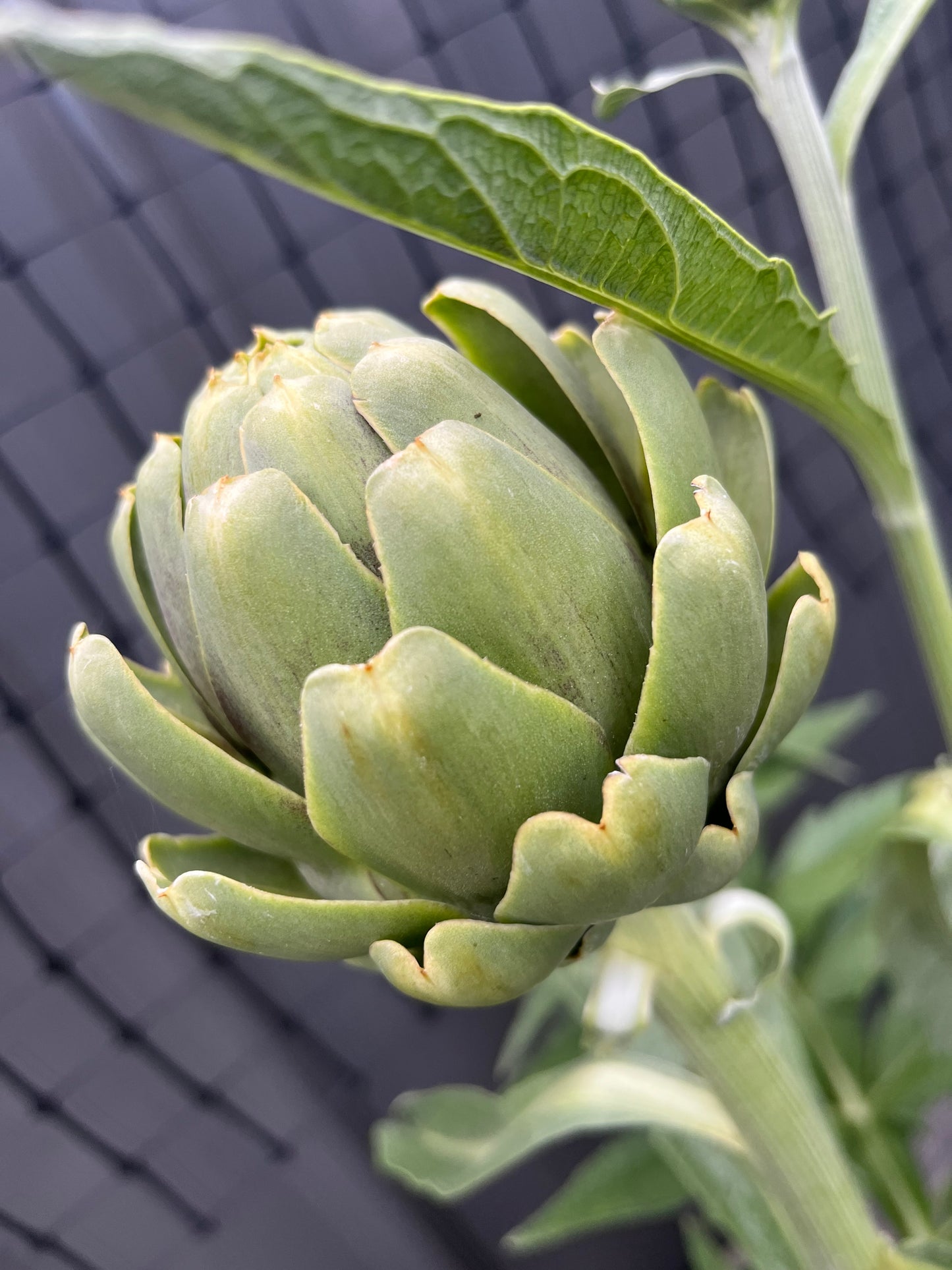 Organically grown Artichoke Seeds
