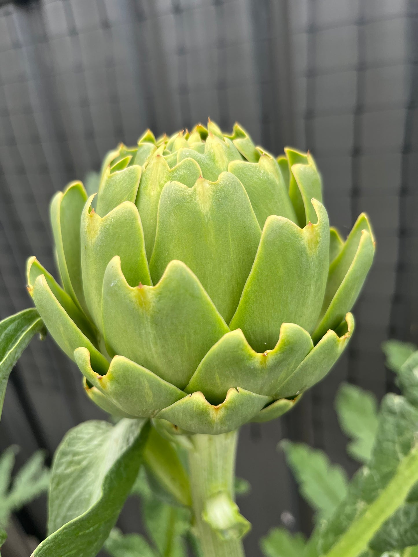 Organically grown Artichoke Seeds