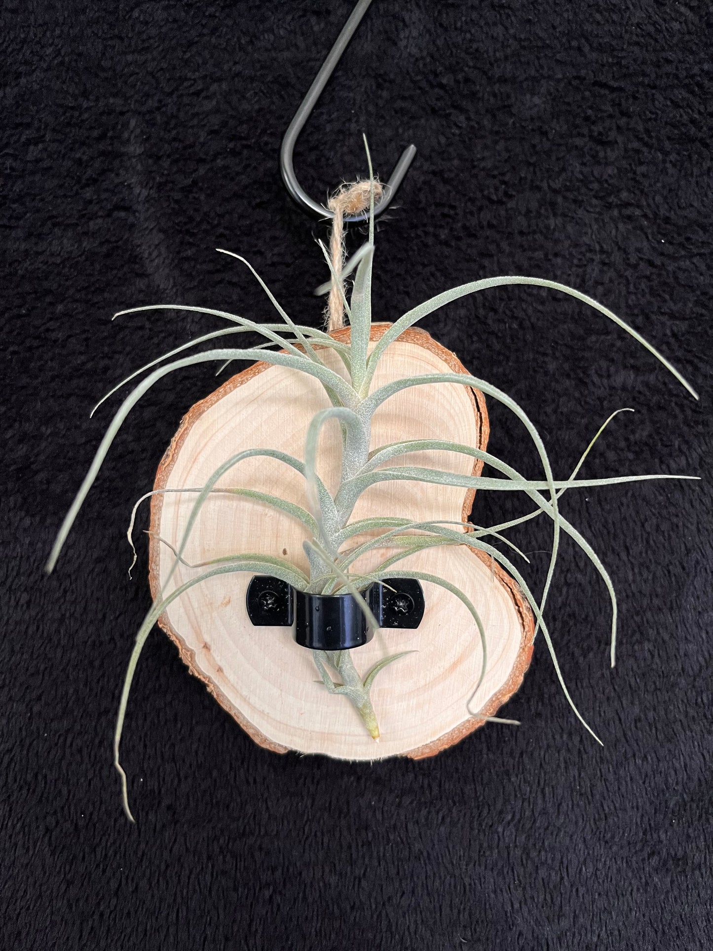 Air Plant Holder - Round Timber Wall Mount