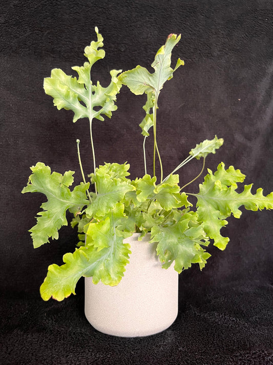 Holly Plant - 120mm Light Grey Textured Ceramic Pot