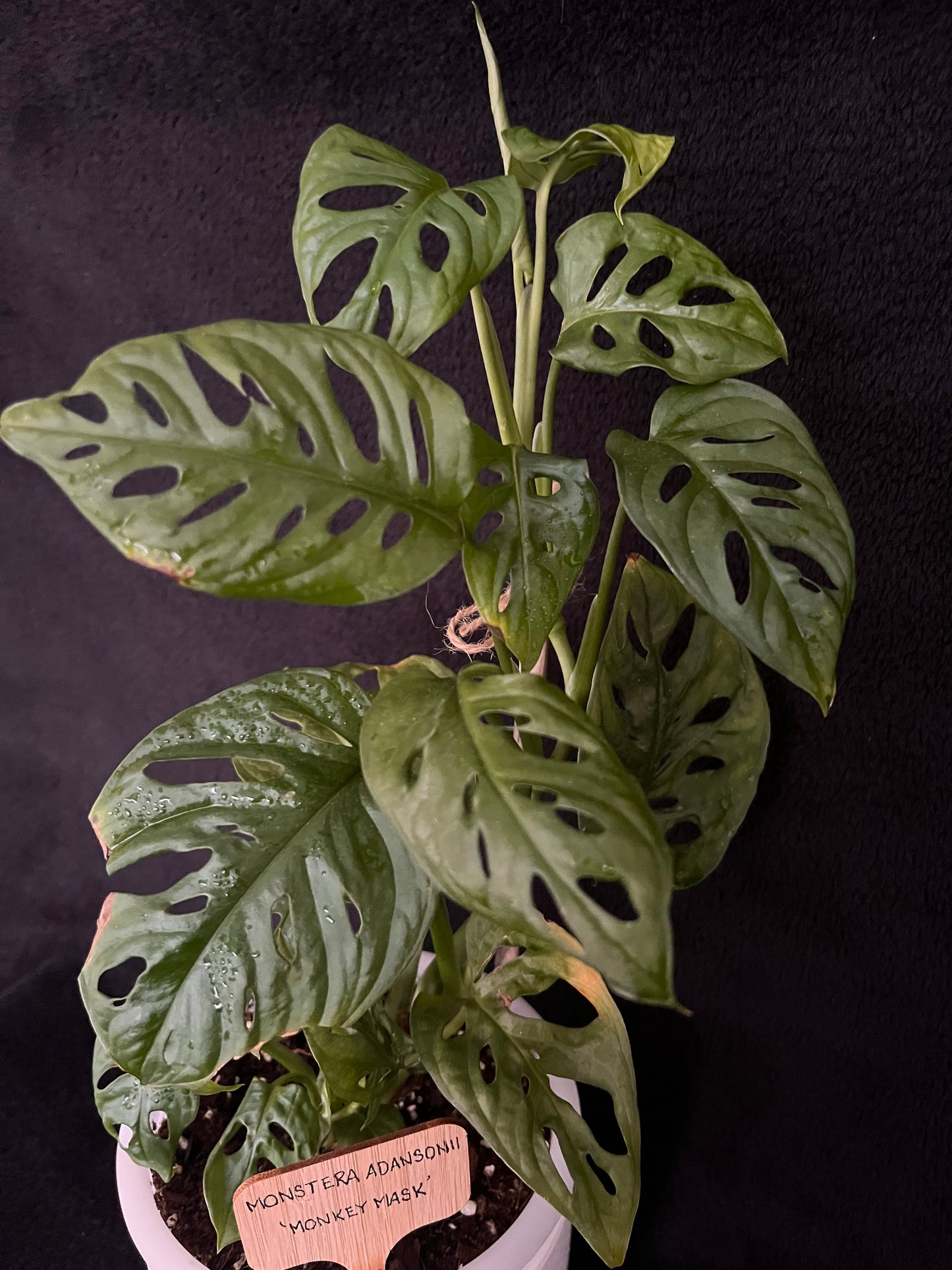 Monstera Monkey Mask - with 120mm White Ceramic Pot